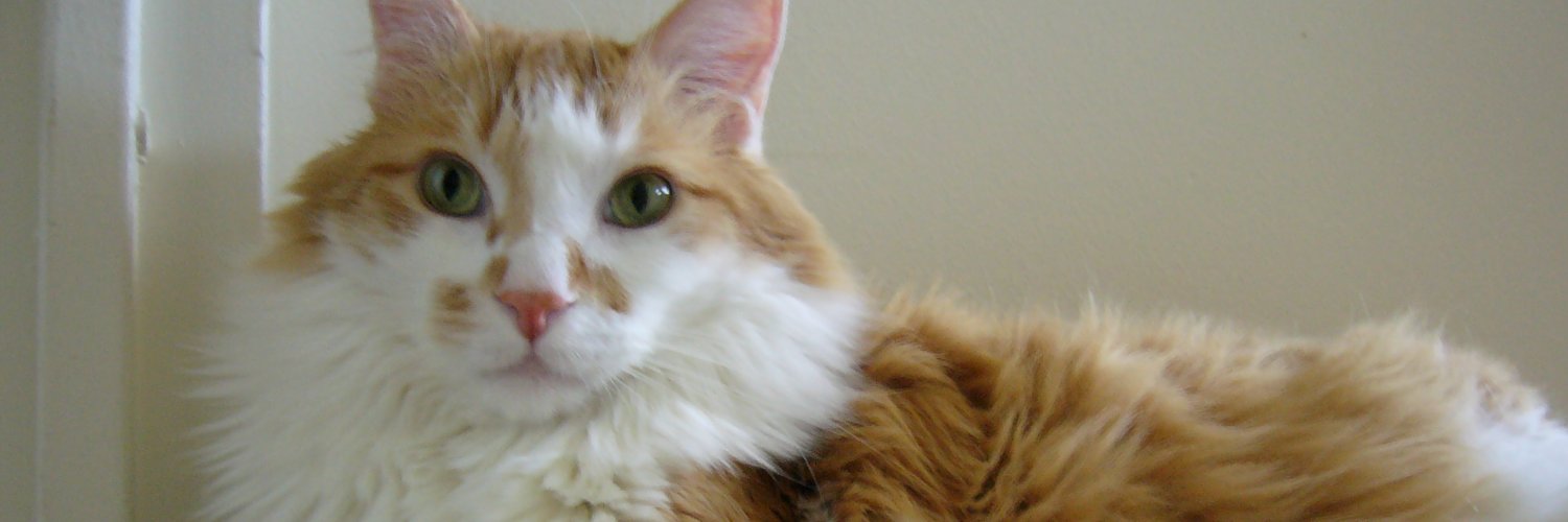 LeotheOrangeCat's profile banner image