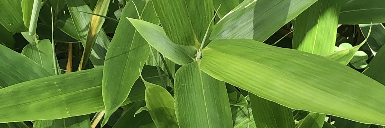 AoLobelia's profile banner image