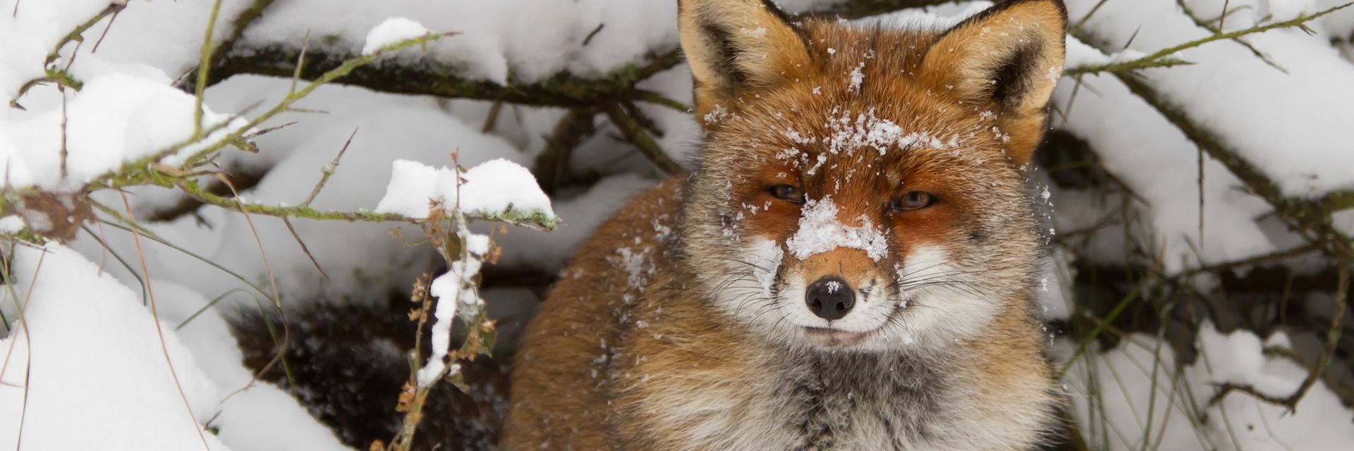 wurmia's profile banner image