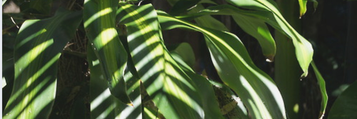 NinaRPGMC's profile banner image