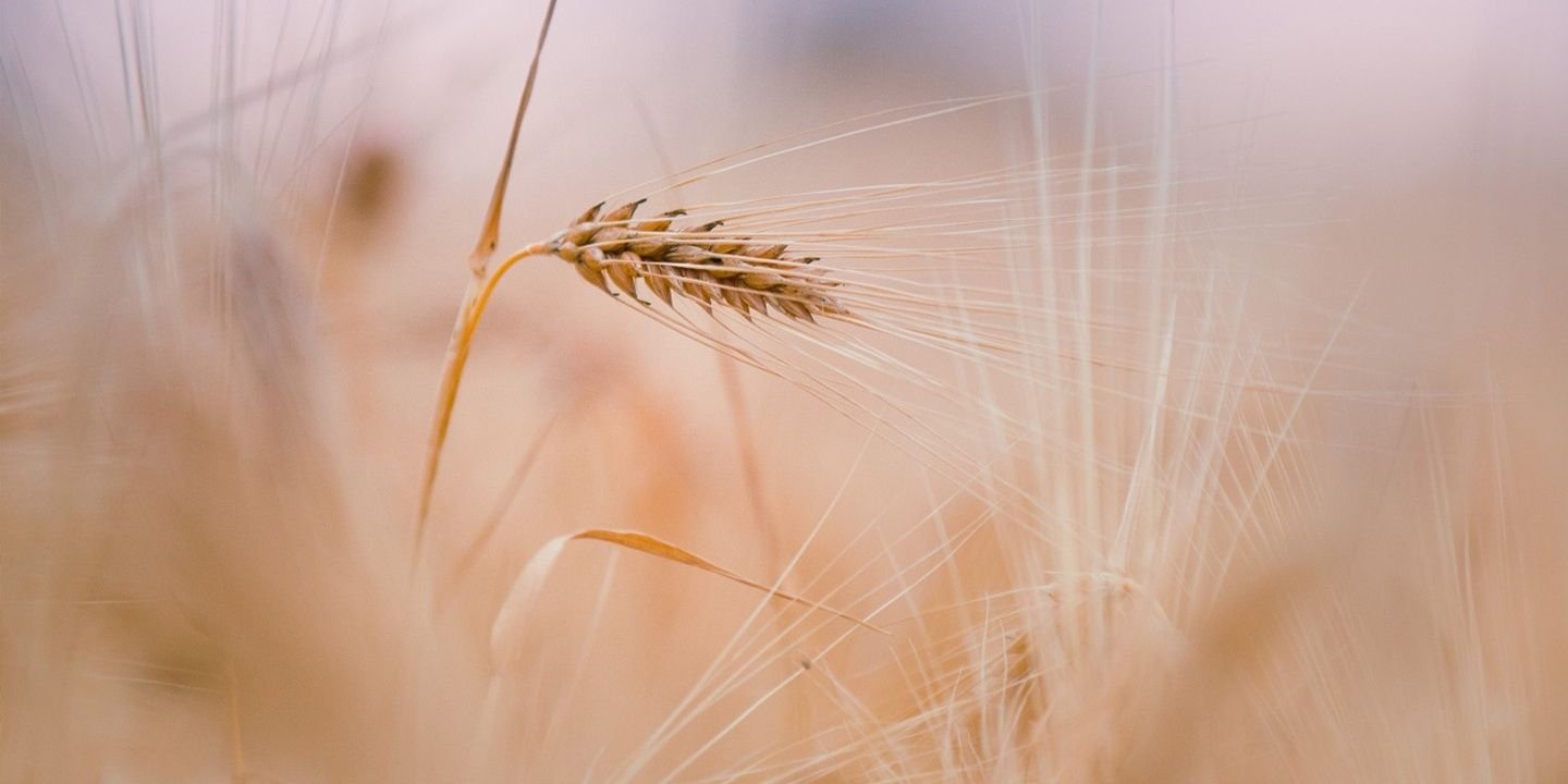 LunettaFaith's profile banner image