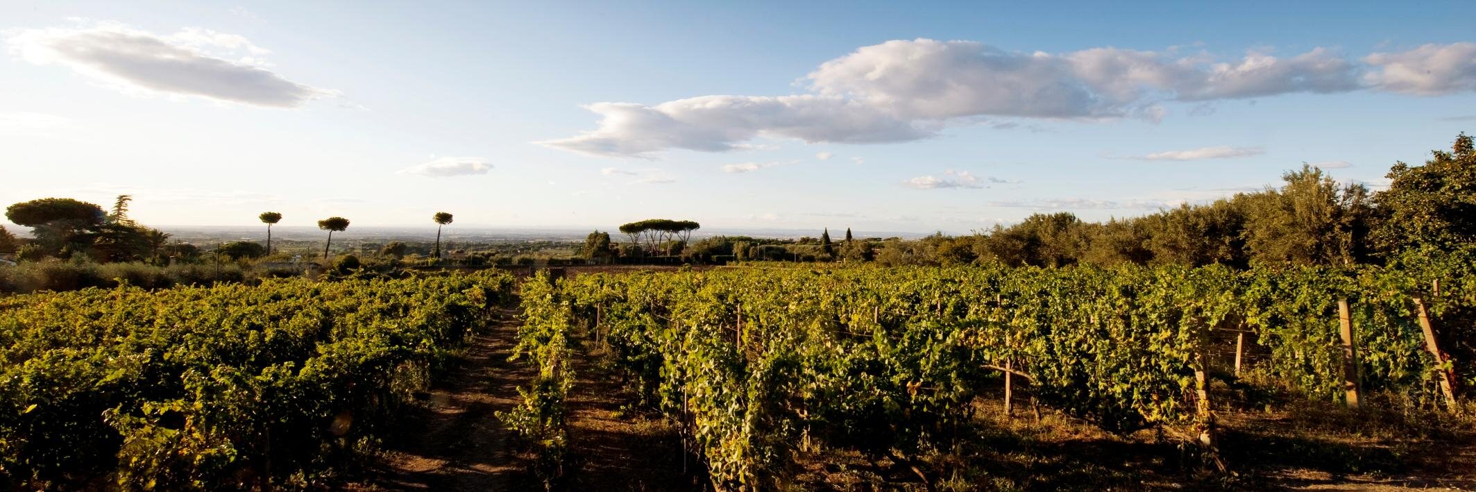 collepicchioni's profile banner image