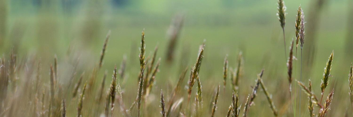 grassfedsa's profile banner image