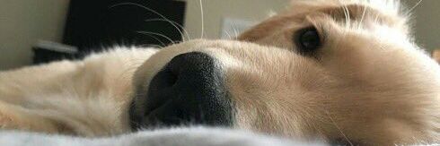 louisedvr's profile banner image