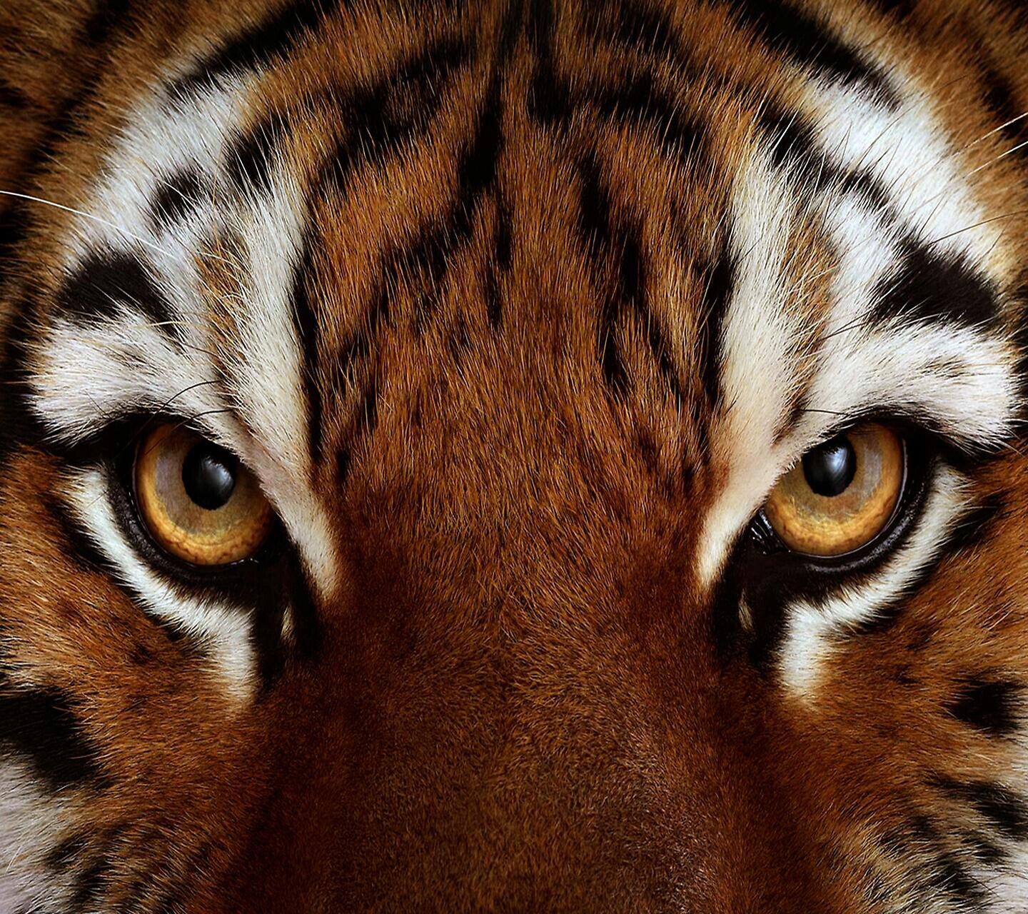 ShehabELRefai's profile banner image