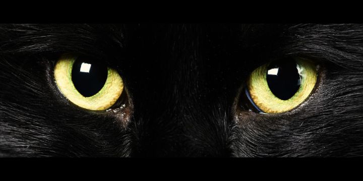 Kat banner