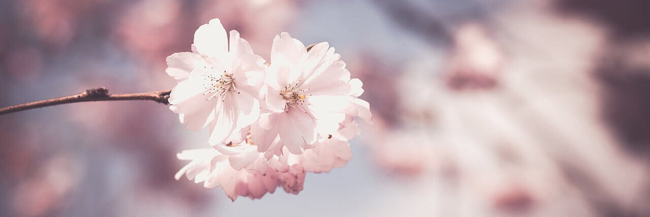 EireneBee's profile banner image