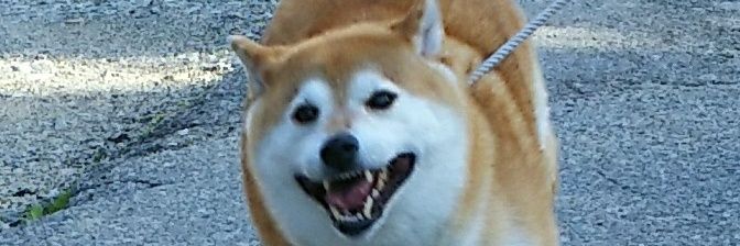 リラックスローズ banner
