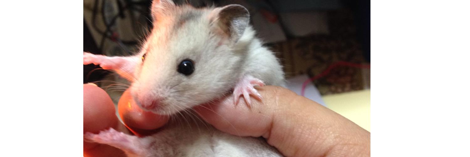 ゴリスター banner