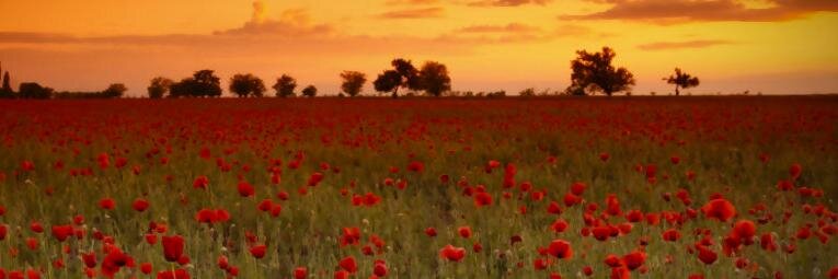 WW1CentenaryNI's profile banner image