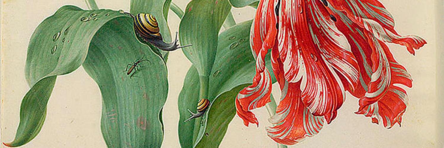 susadeboer's profile banner image