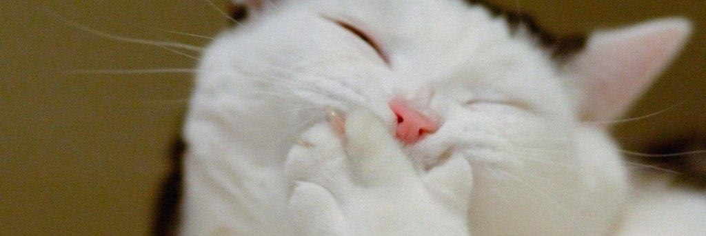 TEAMCATRESCUECA's profile banner image
