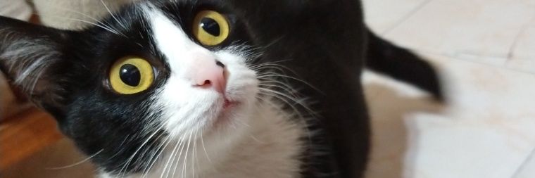 SebaBottoni's profile banner image