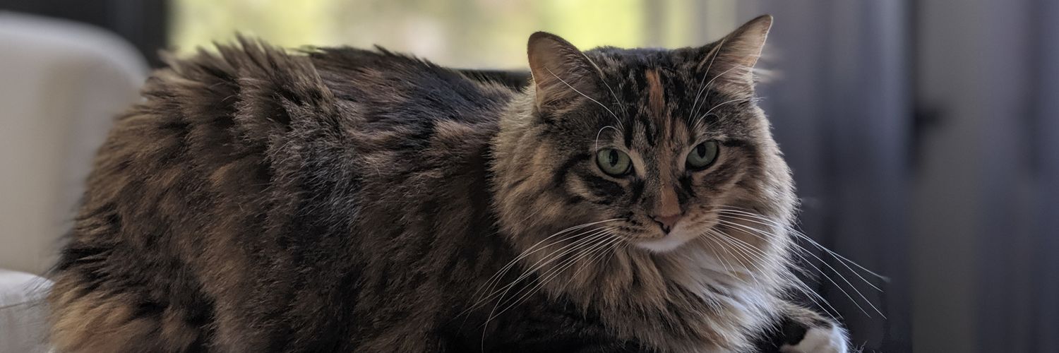 thriron's profile banner image