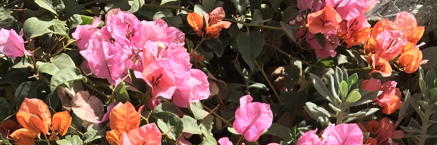 mirhalberstam's profile banner image