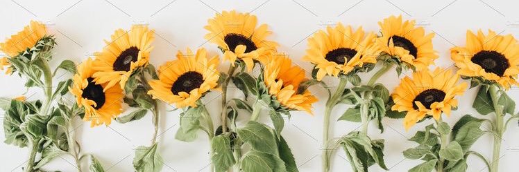 JaselynA's profile banner image