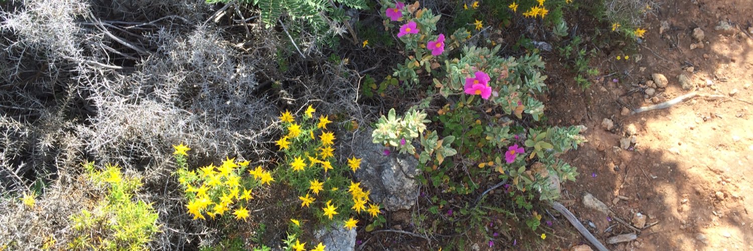 Christine Collins MBE banner