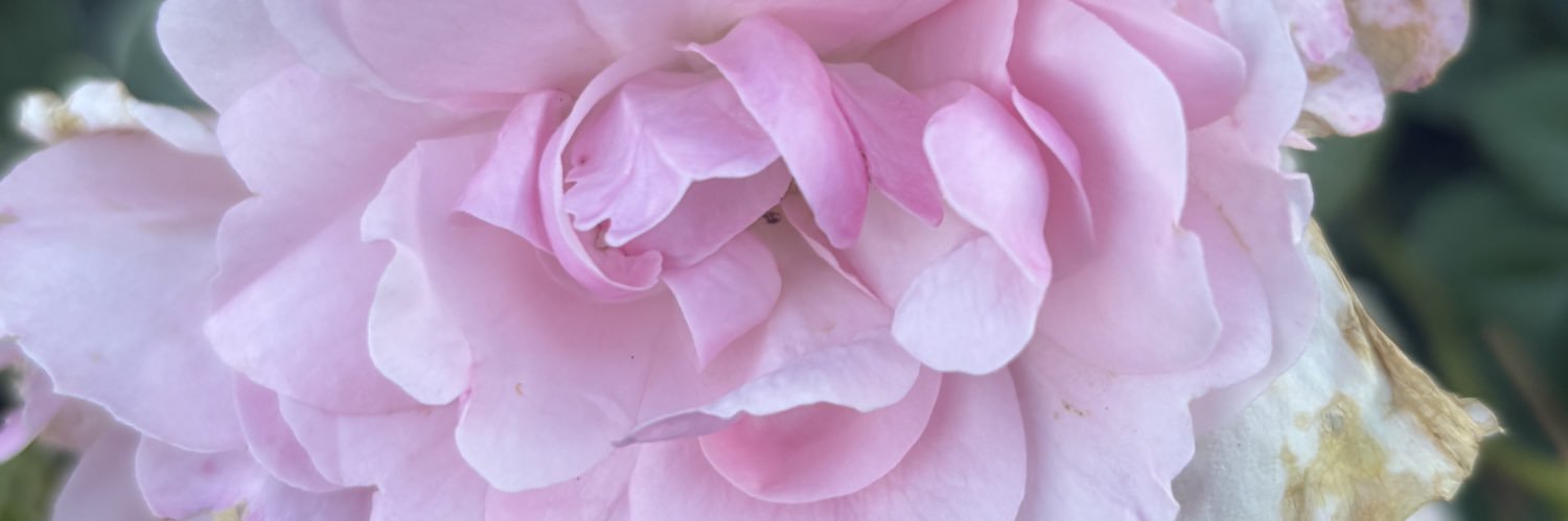 jodyc11's profile banner image