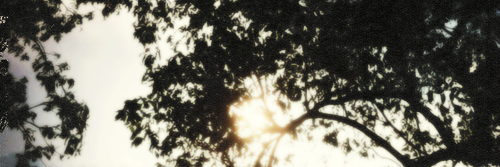 ImFloraSanders's profile banner image