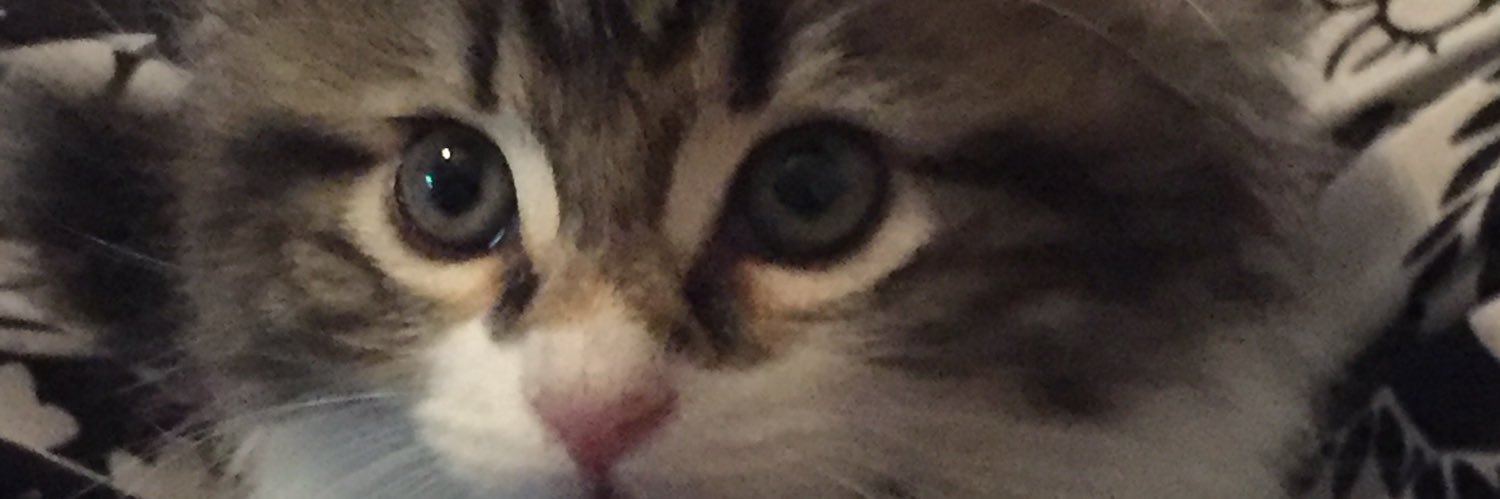 robin_ja12's profile banner image