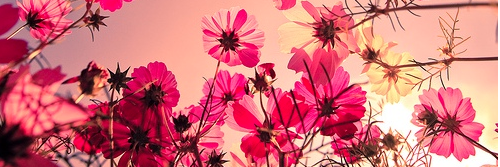 iambeloved02's profile banner image