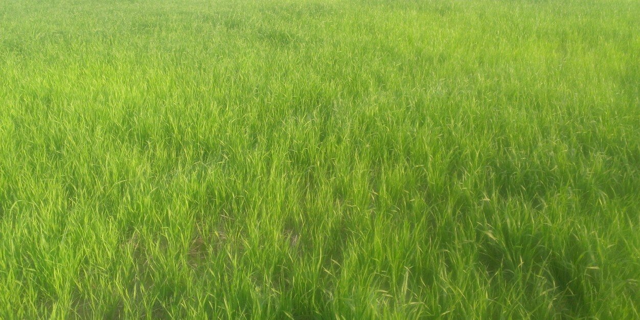 BLLMURTAZA's profile banner image