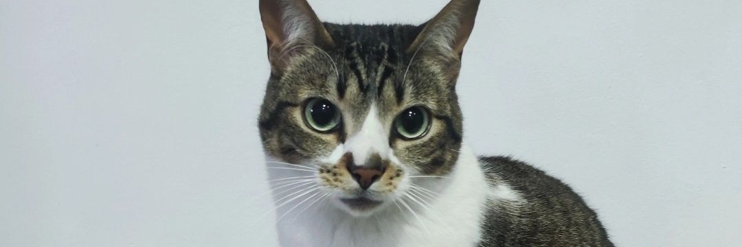 felipe08141's profile banner image