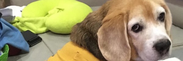 Arnon_Song Profile Banner