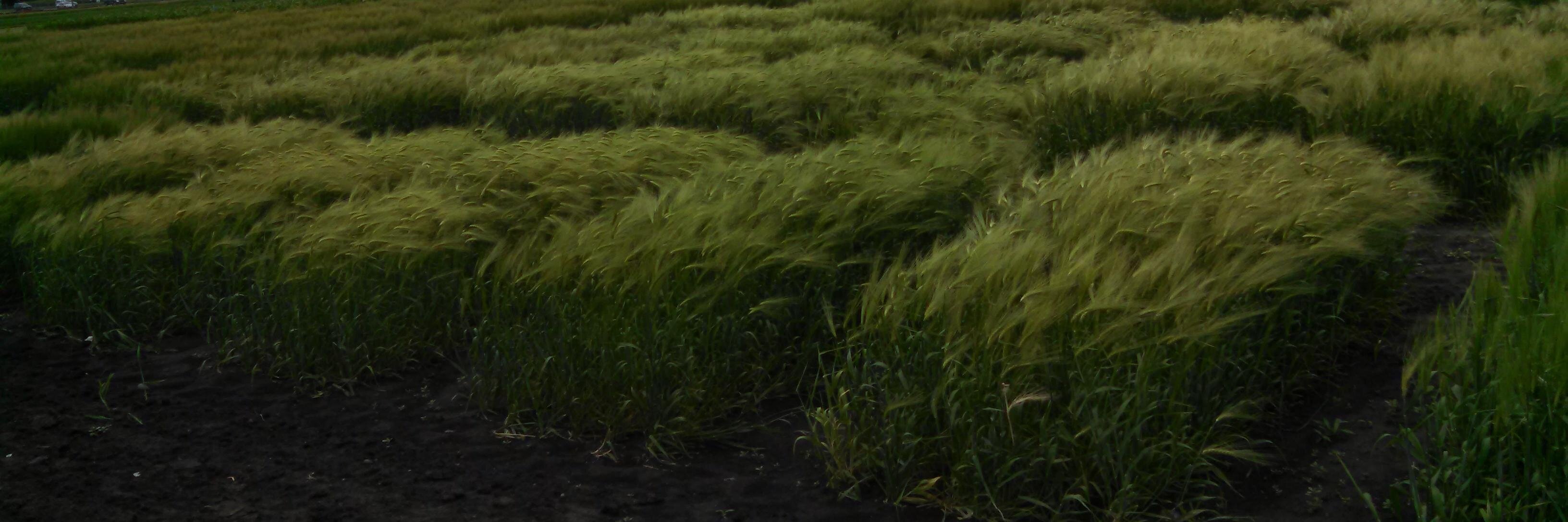 UIBarley's profile banner image