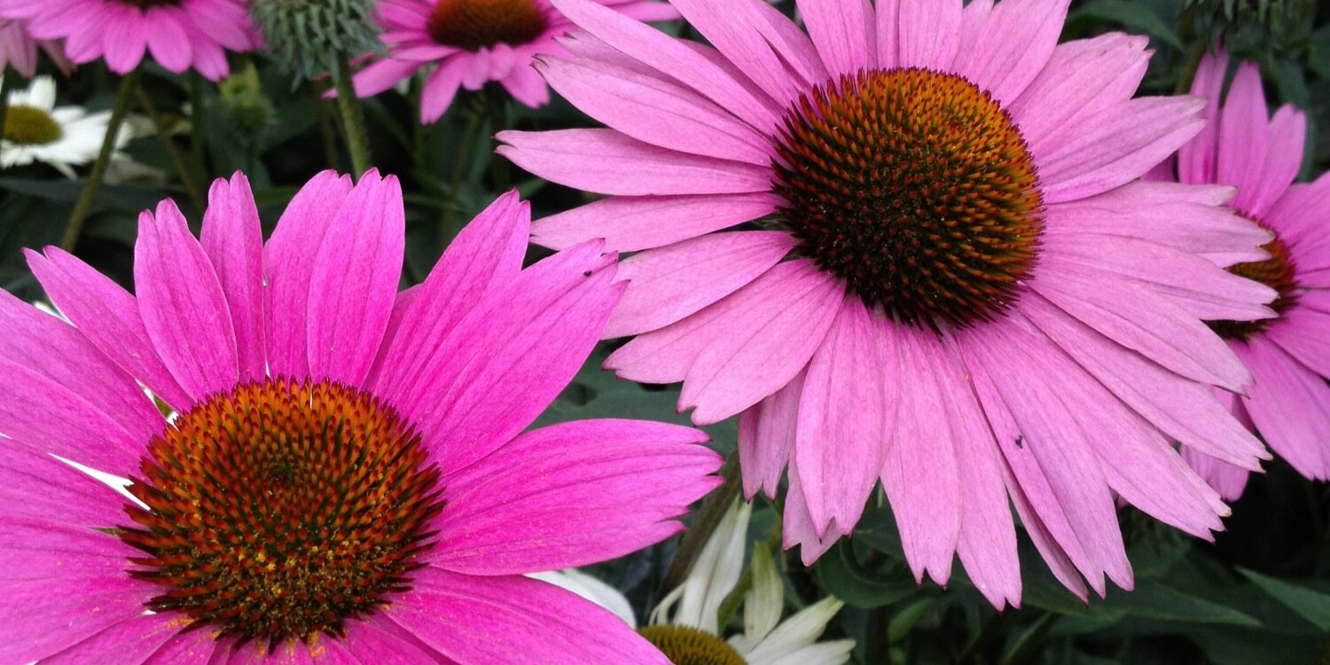 ElsaLinney's profile banner image