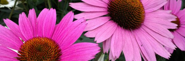 ElsaLinney Profile Banner