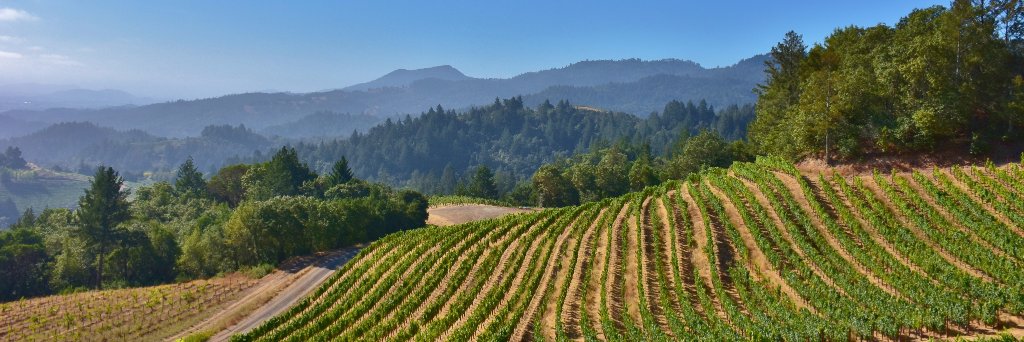 Spring Mtn Vineyard banner