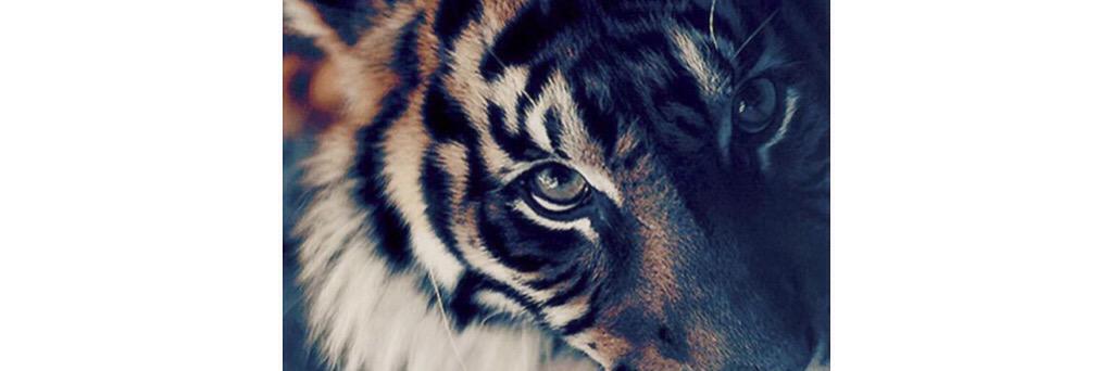 yelitzahn's profile banner image