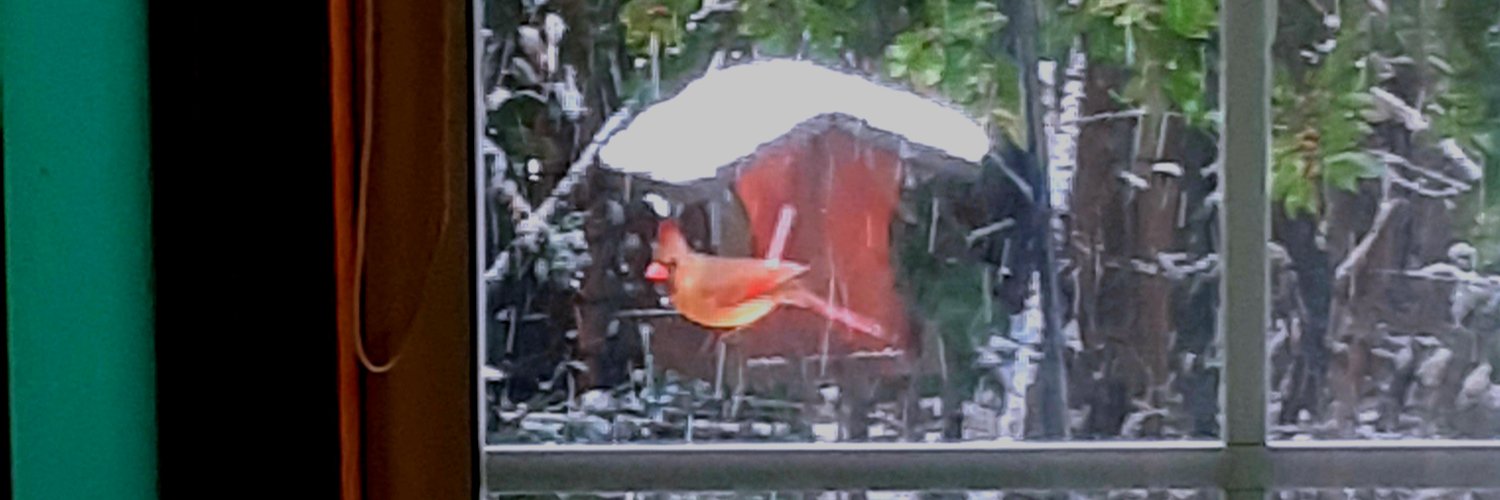ttollerson's profile banner image