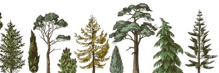 4lischroeder's profile banner image