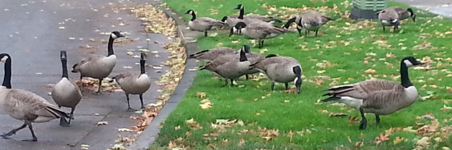 Stephen Lawton banner