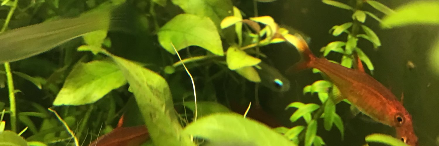 KooUehr's profile banner image