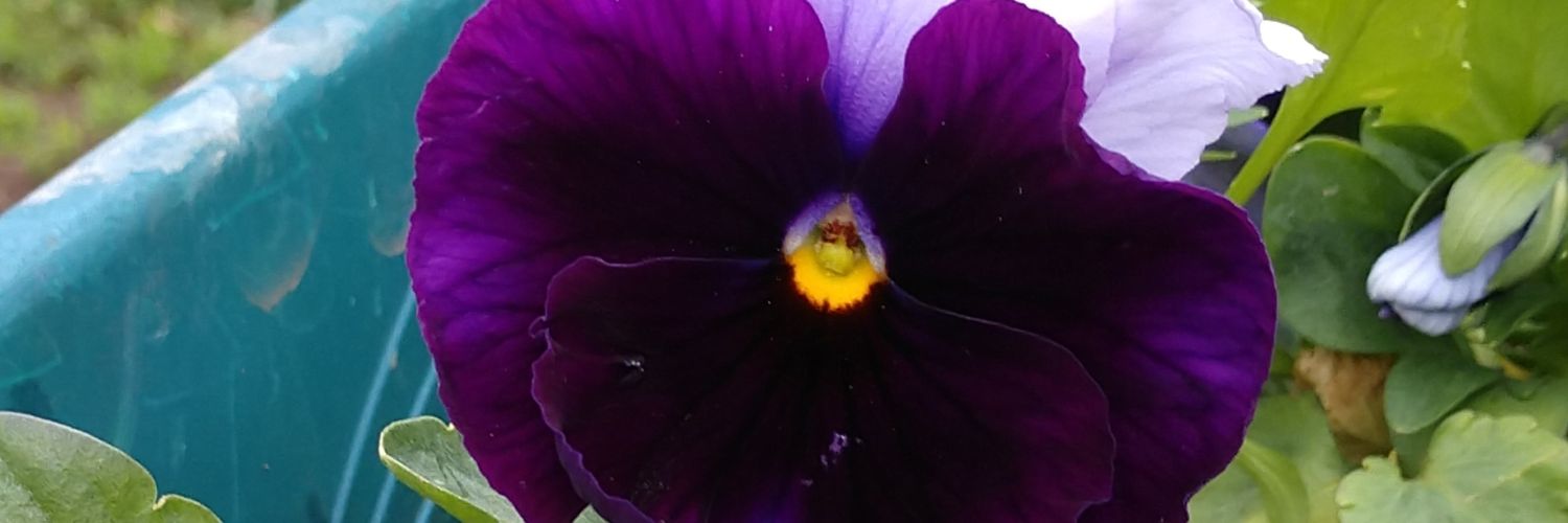 faerymedina's profile banner image