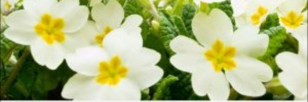 omanseer's profile banner image