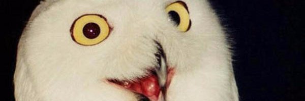 GUOBUTT banner