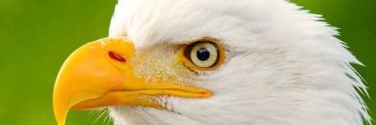 eagledwillies's profile banner image