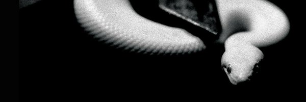 Statiqbloom Profile Banner