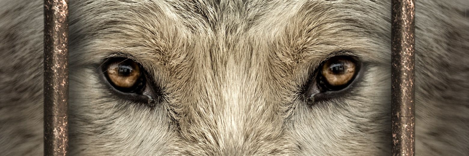 tellusfilms's profile banner image