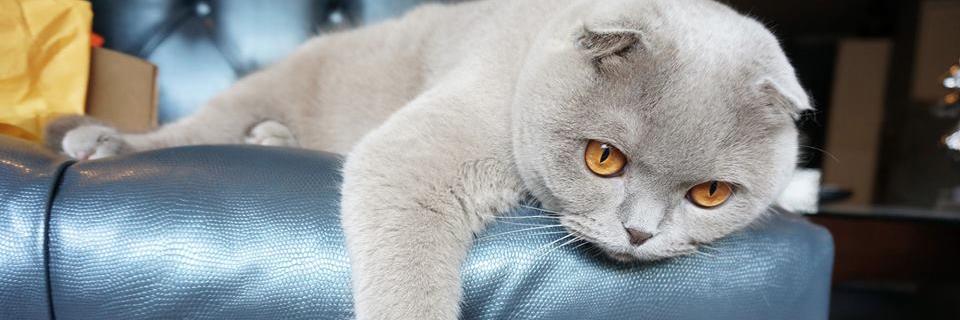 MillaTheCat's profile banner image