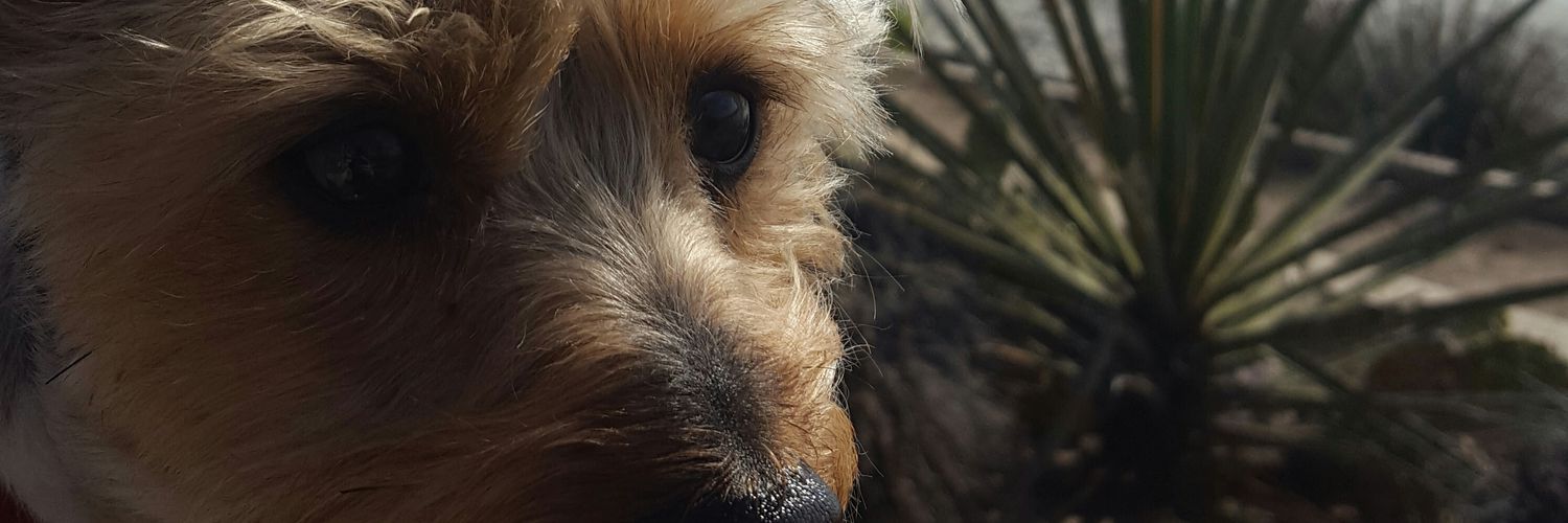 Catherine Colello Walker banner