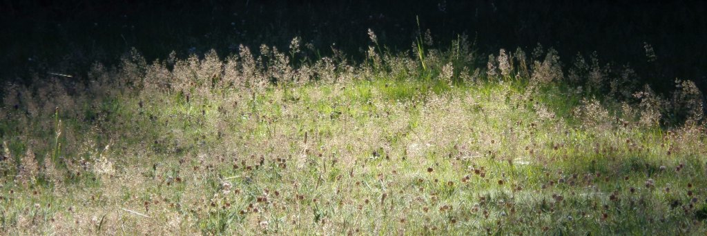 Ruth Fletcher 🔶 banner