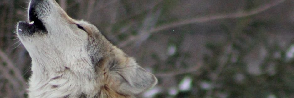 wolfienana's profile banner image