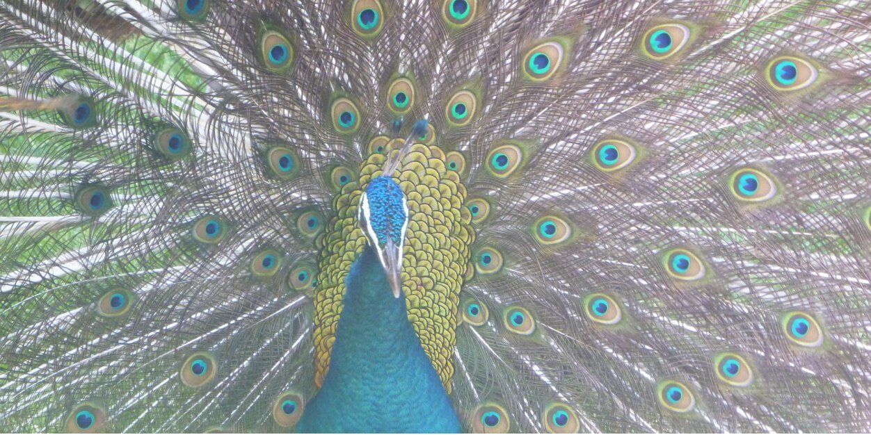 kcalverley's profile banner image