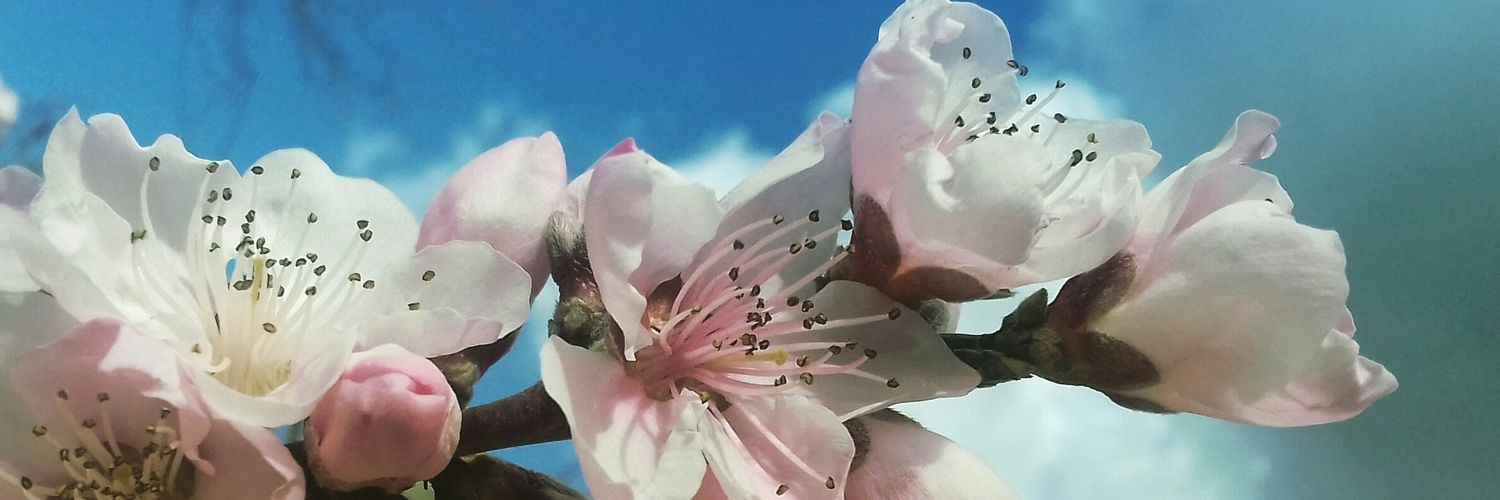 Anna Arisa Argemí #SÍ banner