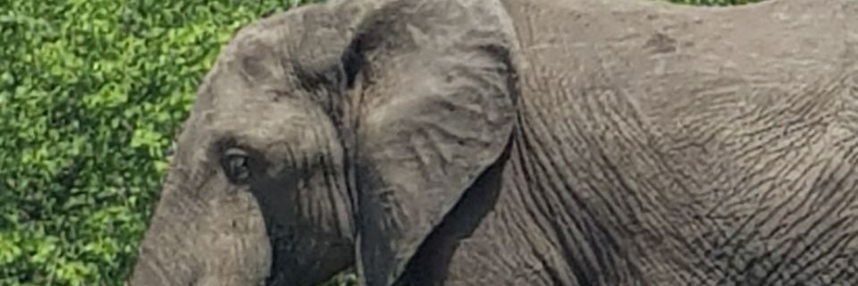 bsweive's profile banner image